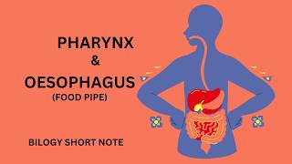 Oesophagus Digestionll Pharynx and Oesophagus physiology [upl. by Walter449]