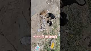 Aj beriye chilam dekhlam anader valo laglo tai aktu tomader sathe share korlamdogshortspetlover🐕🐕 [upl. by Osmund]