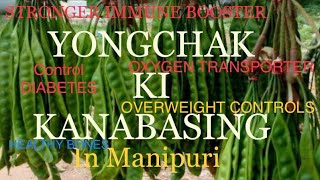 YONGCHAK KI KANABA  PETAI BEANS  PARKIA SPECIOSA BENEFITS IN MANIPURI [upl. by Xeno584]