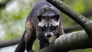 Asian Palm Civet [upl. by Airret]