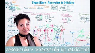 Digestión y Absorción Glúcidos [upl. by Conlin]