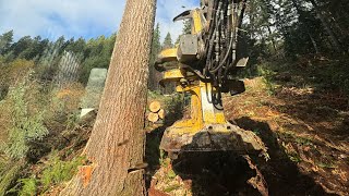 TIGERCAT 870C CUTS 250ft TREE [upl. by Leahcimal47]