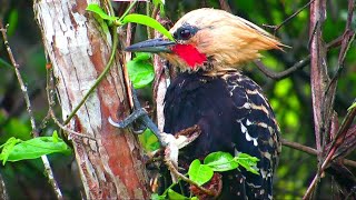 Blondcrested woodpecker Celeus flavescens Bird of Brazil [upl. by Llemaj]