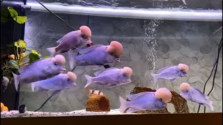 Amazing Cyrtocara Moorii Aquarium and Beautiful Types of Cichlid Tanks [upl. by Aihsenal]