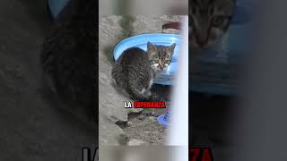 Este gato no sabía que su mamá habia fallecido😭😭😭 gatos tiernos perro tierno cat gatosyperros [upl. by Jankey]