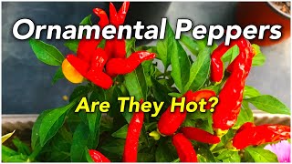 Ornamental Peppers  Are They Hot [upl. by Willie256]