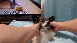 愛犬を撫でる動画パピヨン犬メル [upl. by Magnolia]