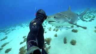 Snorkeler Gives Shark Butterfly Kisses  1030494 [upl. by Iaria]