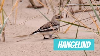 Hangelind Plectrophenax nivalis Snow Bunting  Eesti linnud [upl. by Ennayoj]