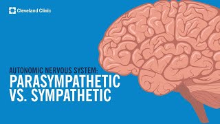 The Autonomic Nervous System Sympathetic vs Parasympathetic Explained [upl. by Tybalt41]