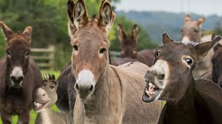 Donkeys and donkeys in full sounds [upl. by Vasili286]