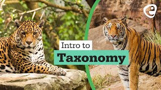 Introduction to Taxonomy [upl. by Lammond796]