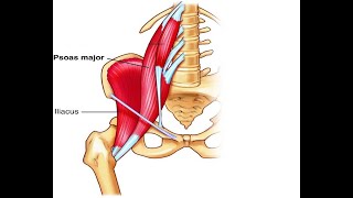 Two Minutes of Anatomy Hip Flexors [upl. by Berthe528]