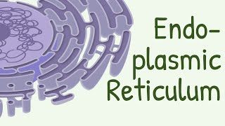 Endoplasmic Reticulum Structure amp Functions [upl. by Gerianna]