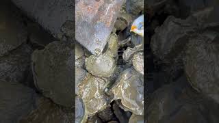 Oyster A lot After The Sea Low Tide oysters usa 100kviews fyp viral tiktok ur uk us [upl. by Astrea250]