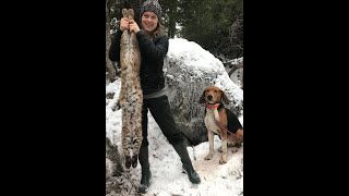 Bobcat hunting Hound dog hunt [upl. by Blaze]