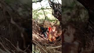 Adorable Chaos Wild Babbler Bird Babies Chirping for Food shortsfeed ytshortsvideo [upl. by Edyaw772]