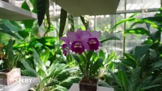 The Orchid Show 2023 [upl. by Towney330]