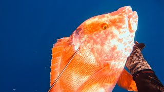 Spearfishing Red Emperor On The Great Barrier Reef Of Australia [upl. by Reace461]