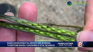 A Window of Hope Researchers work to restore seagrass meadows in Casco Bay [upl. by Laraine702]