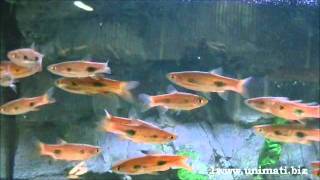 Rasbora kalochromawmv [upl. by Nelyag]