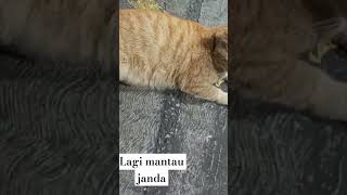 Janda mana janda mana cat kucingabuabuyanglucu catlover [upl. by Ahsaetal]