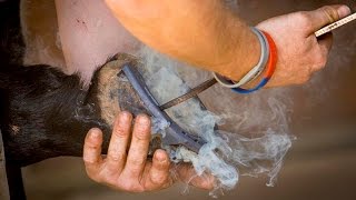 The Farrier  A short video showing the work of Farrier Ben Hart  dip WCF [upl. by Ahsel]