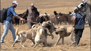 İKİ AYRI SÜRÜNÜN KÖPEKLERİ BİR BİRİNE GİRDİ  ORTALIK ÇOK FENA KARIŞTI MORKOYUNTV ÇOBAN KÖPEKLERİ [upl. by Renelle]