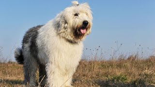 Health Tips for Owners of Old English Sheepdogs [upl. by Akehsat]