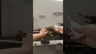 Planting bonsai aquascape bonsaiaquascape bonsaiaquascapepalembang bonsaiaquascape [upl. by Janella413]