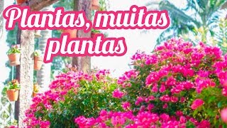 Visitando uma das melhores floriculturas do Brasil [upl. by Annovoj]