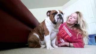 Bulldog Puppy and His Mommy [upl. by Loeb]