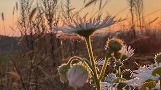 Holledau Herbst Entschleunigen [upl. by Ailimat]