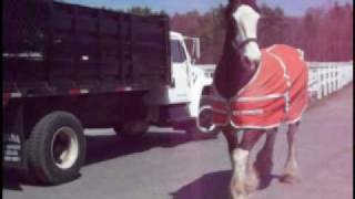 Barrys Clydesdale Horses Coming Inside [upl. by Acinnad]