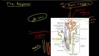 Physiology of the Nephron 1 [upl. by Nivrad480]