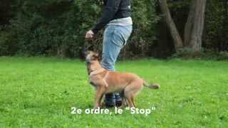 Dressage des chiots  les ordres de base de léducation canine [upl. by Ollopa402]