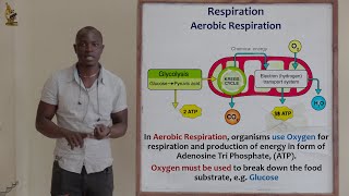 16 Respiration Aerobic Respiration Biology Form 2 [upl. by Piks]