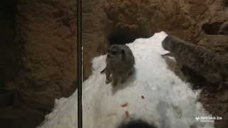 Meerkats in their indoor snow igloo at the Saint Louis Zoo [upl. by Boonie924]