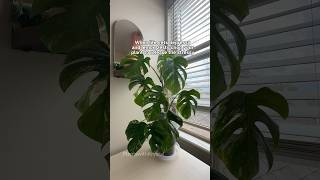 ✂️Chopping plants  serotonin boost 🤔 plantlovers plantpropagation plantcollector [upl. by Lletnahs614]