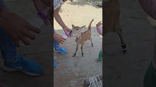 Amaira Ke Pas Aayi Billi 🐈 funny youtubeshorts comedy viralvideo video shorts shortsfeed yt [upl. by Nyra928]