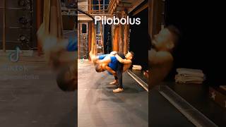 Microdose Pilobolus from The Tempest Early exploration [upl. by Walkling]