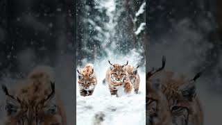 Adorable Trio Lynx Kittens Discover the Wild [upl. by Alenas]