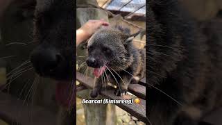 Binturong or bearcat 😍 viverrid SoutheastAsia borneo wildlife zoo [upl. by Sahcnip776]