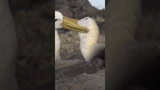 Albatross Grooming  Galápagos Islands  Lindblad Expeditions [upl. by Hola]