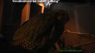 Sirocco The Kakapo Vocalizes [upl. by Dahlia]