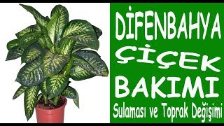 Difenbahya çiçeğinin bakımı sulaması toprak değişimiCare of the difenbahya flower [upl. by Eceinej603]