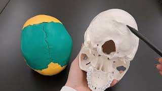 Skull Anatomy Series  The Occipital Bone  Part 6 of 9 [upl. by Amein743]