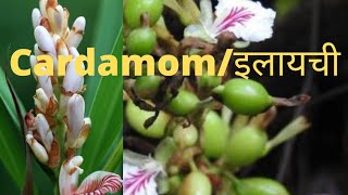 cardamom plant care tips Is it fruitful to plant in North India  इलायची cardamom elayechi [upl. by Ohs]