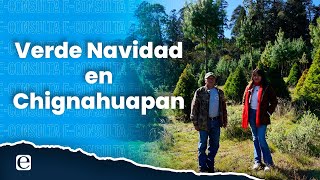 ¿Por qué es mejor un árbol de Navidad natural Un productor de Chignahuapan nos explica [upl. by Quickel]