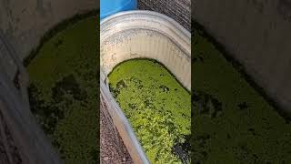 Tilapia breeding and duckweed in aquaponics Please like and subscribe [upl. by Alegre]